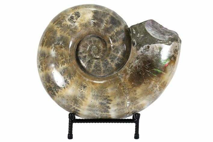 Polished Ammonite Fossil - Amazing Specimen! #77481